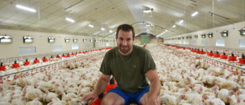 Un homme accroupi au milieu des poulets dans un bâtiment d'élevage de volailles