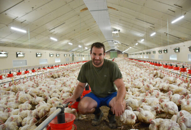 Un homme accroupi au milieu des poulets dans un bâtiment d'élevage de volailles