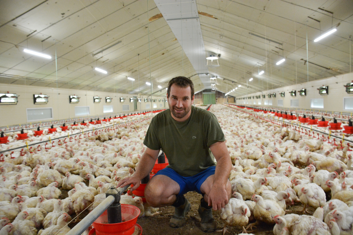 Un homme accroupi au milieu des poulets dans un bâtiment d'élevage de volailles - Illustration Lutter contre les coups de chaleurs