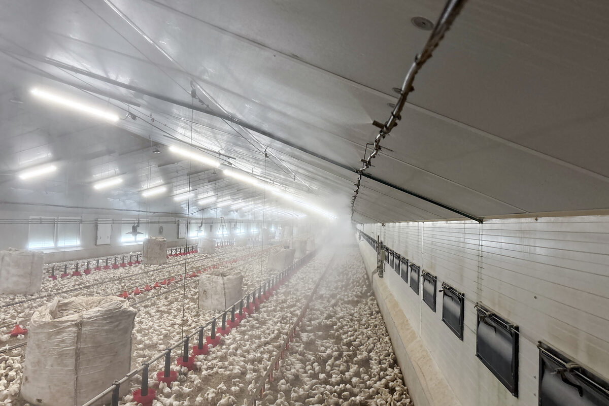 Un bâtiment d'élevage de volailles avec des poussins - Illustration Un équipement qui se vérifie et qui s’adapte