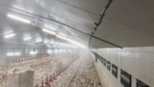 Un bâtiment d'élevage de volailles avec des poussins