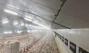 Un bâtiment d'élevage de volailles avec des poussins