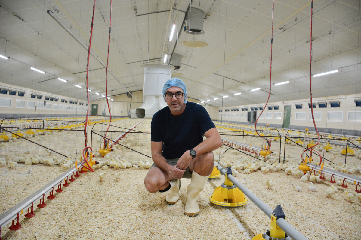 Un homme accroupi au milieu de poussins dans un bâtiment d'élevage de volailles - Illustration Créer plus de vitesse d’air sur les poulets
