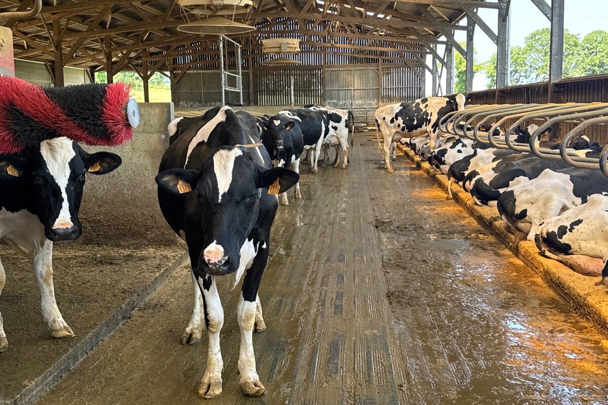 Des vaches de race Holstein dans une étable - Illustration Marché mondial : Lait sous influence géopolitique