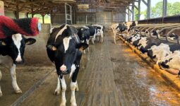 Des vaches de race Holstein dans une étable