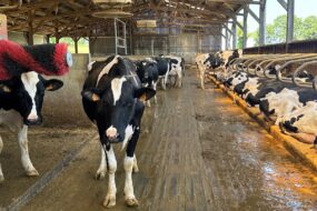 Des vaches de race Holstein dans une étable