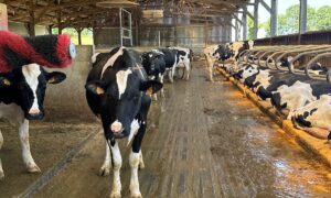 Des vaches de race Holstein dans une étable