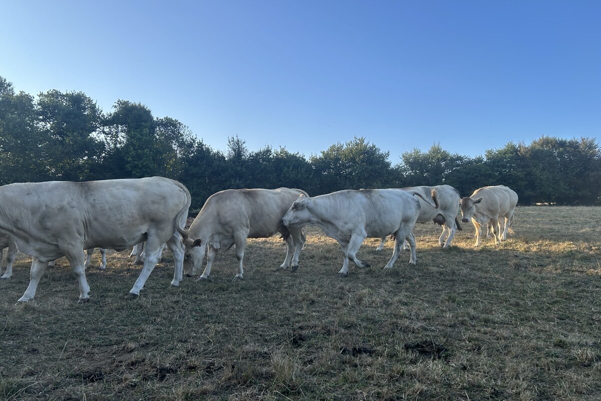 Des vaches dans un champ - Illustration Plan CASI et fonds de réarmement : 90 000 demandes pour octobre