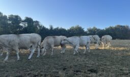 Des vaches dans un champ