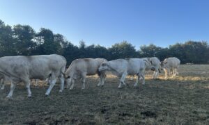 Des vaches dans un champ