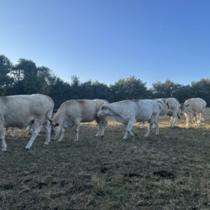 Des vaches dans un champ