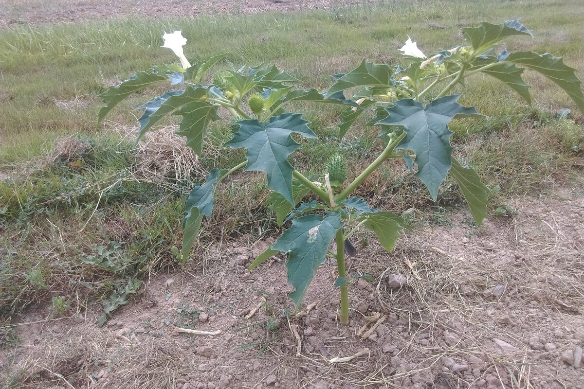 Un plant de datura - Illustration Comment protéger les récoltes du datura ?