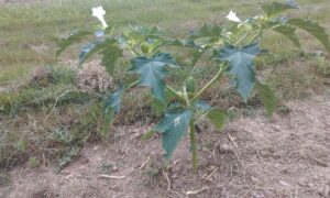 Un plant de datura