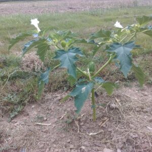 Un plant de datura