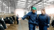Deux femmes en train d'observer des vaches au cornadis dans un bâtiment d'élevage bovin avec beaucoup de lumière naturelle