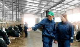 Deux femmes en train d'observer des vaches au cornadis dans un bâtiment d'élevage bovin avec beaucoup de lumière naturelle
