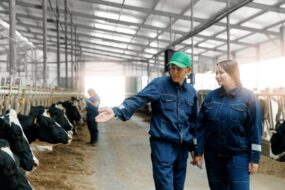 Deux femmes en train d'observer des vaches au cornadis dans un bâtiment d'élevage bovin avec beaucoup de lumière naturelle