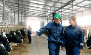 Deux femmes en train d'observer des vaches au cornadis dans un bâtiment d'élevage bovin avec beaucoup de lumière naturelle
