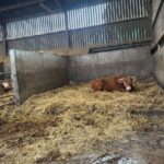 Un taurillon couché sur une litière paillée dans une case d'un bâtiment d'élevage