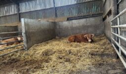 Un taurillon couché sur une litière paillée dans une case d'un bâtiment d'élevage