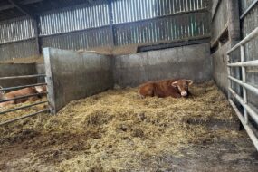 Un taurillon couché sur une litière paillée dans une case d'un bâtiment d'élevage