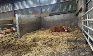 Un taurillon couché sur une litière paillée dans une case d'un bâtiment d'élevage