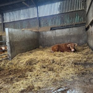 Un taurillon couché sur une litière paillée dans une case d'un bâtiment d'élevage
