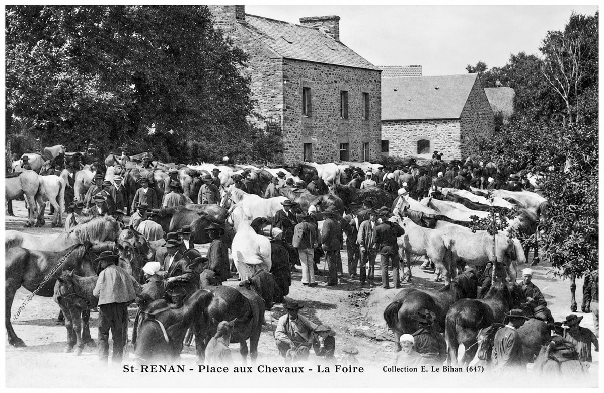 Au début du XX<SUP>e</SUP> siècle, Saint-Renan s’affirme comme l’une des grandes places du commerce du cheval en Bretagne.(Collection
E. Le Bihan)