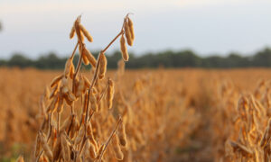 Gros plan sur un brin de soja dans un champ
