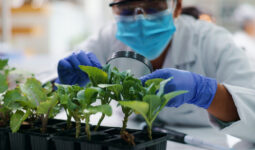 Une personne avec un masque et des gants dans un laboratoire observe des plantes avec une loupe