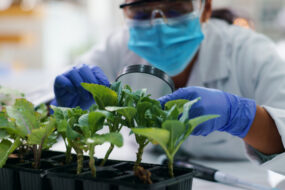 Une personne avec un masque et des gants dans un laboratoire observe des plantes avec une loupe