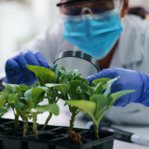 Une personne avec un masque et des gants dans un laboratoire observe des plantes avec une loupe