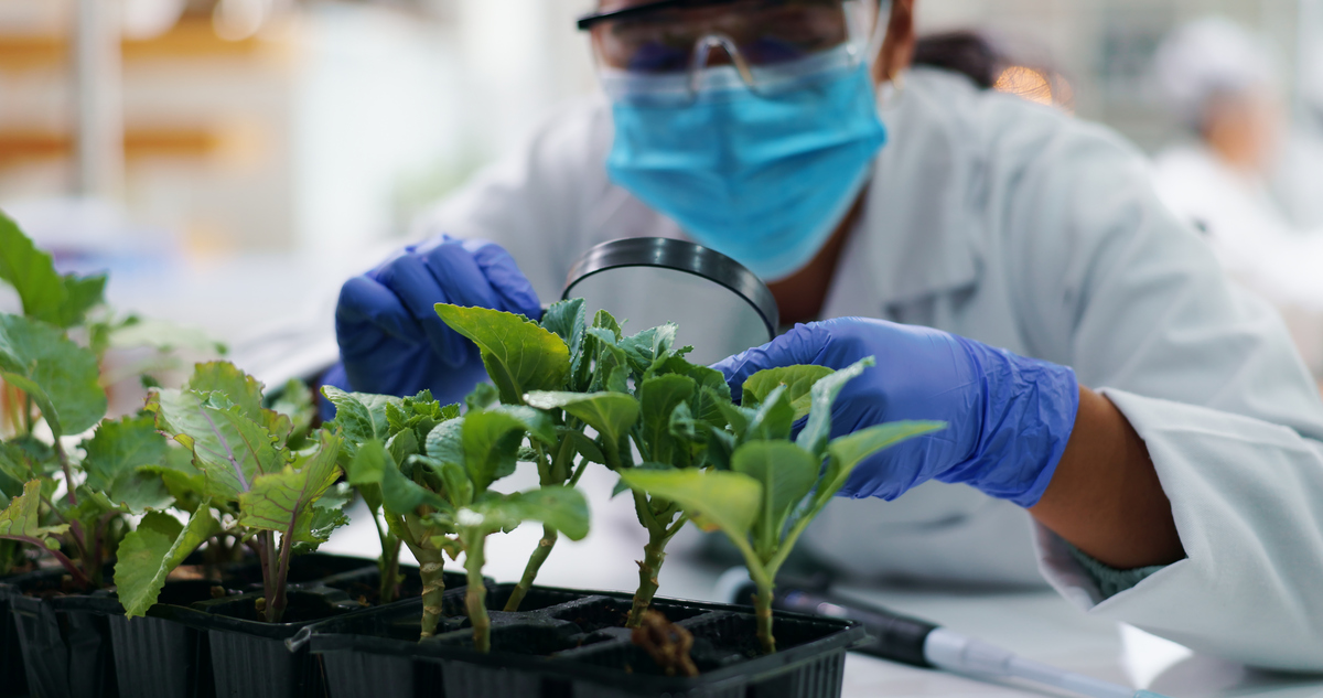 Une personne avec un masque et des gants dans un laboratoire observe des plantes avec une loupe - Illustration NGT  : La Chine championne mondiale des brevets