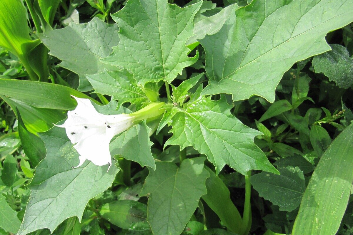 Une fleur de datura stramoine - Illustration Vers une explosion de datura