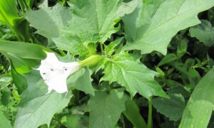 Une fleur de datura stramoine