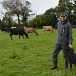 Un agriculteur avec son chien dans un champ avec des vaches