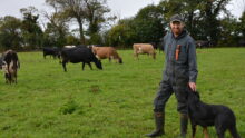 Un agriculteur avec son chien dans un champ avec des vaches