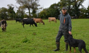 Un agriculteur avec son chien dans un champ avec des vaches