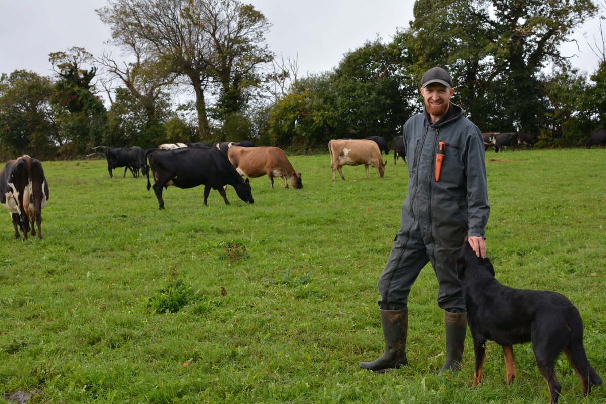 Un agriculteur avec son chien dans un champ avec des vaches - Illustration Plus de travail, moins de lait
