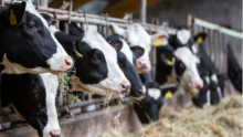 gros plan sur des vaches en train de manger au cornadis