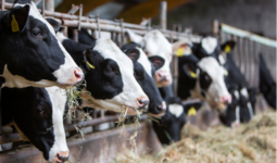 gros plan sur des vaches en train de manger au cornadis