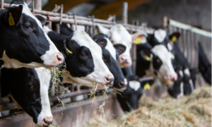 gros plan sur des vaches en train de manger au cornadis
