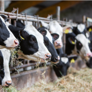 gros plan sur des vaches en train de manger au cornadis