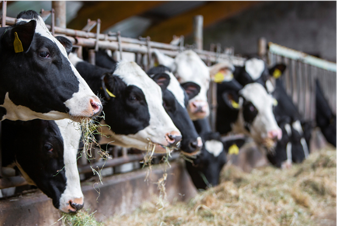 gros plan sur des vaches en train de manger au cornadis - Illustration L’alimentation, levier de la rentabilité en robot de traite